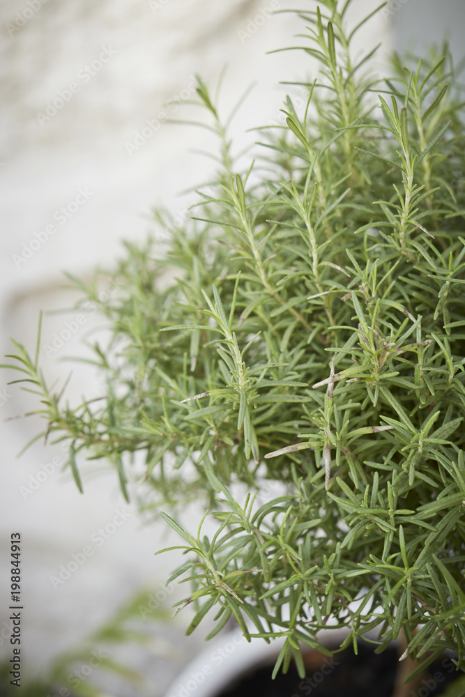 Obraz premium green plant