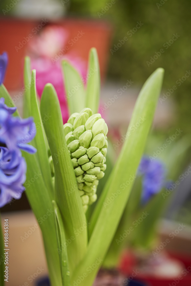 Fototapeta premium flower in the garden
