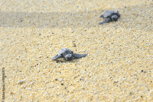 永田浜のウミガメ