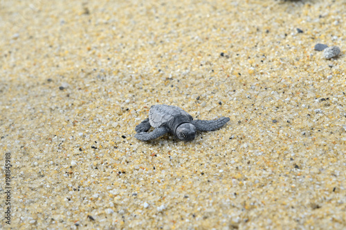 永田浜のウミガメ © Ken Ishi