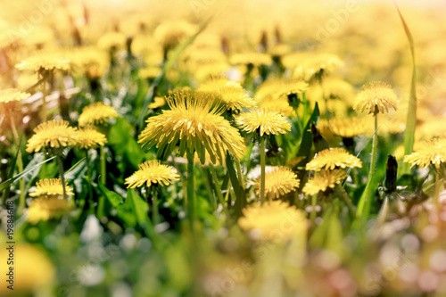 Fototapeta Naklejka Na Ścianę i Meble -  Dandelion flower, flowering dandelion flowers in meadow - beautiful nature in spring