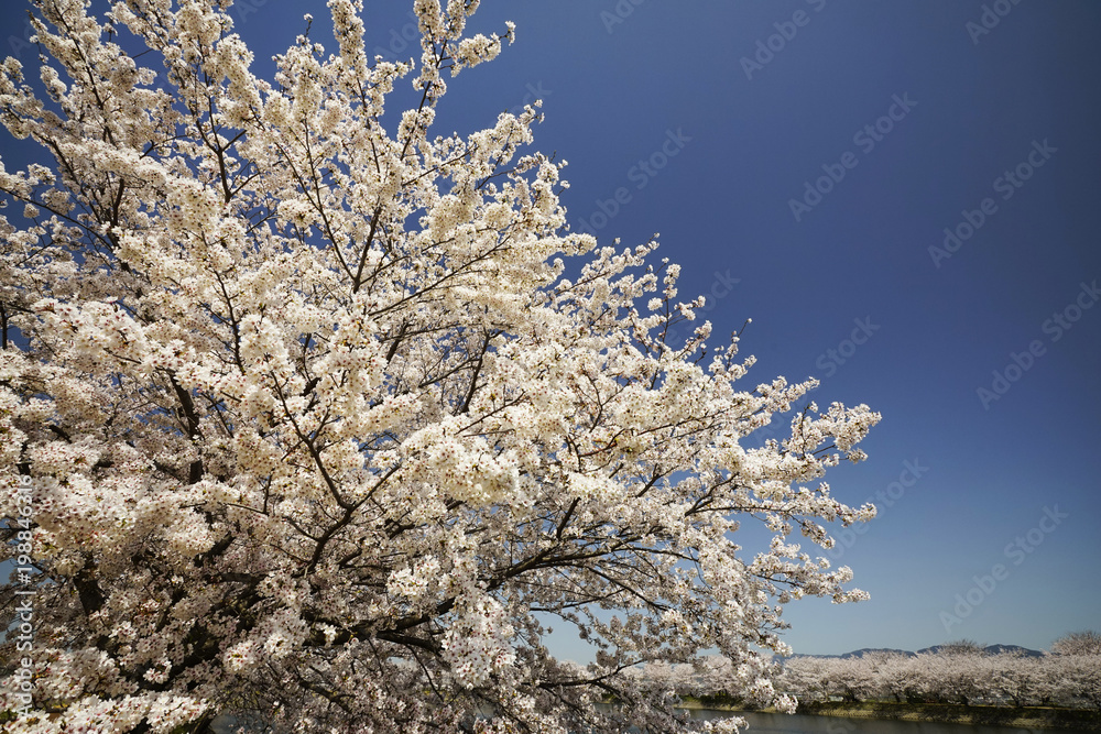 青空バックの桜並木