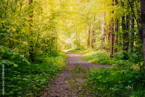 Road in a sunny summer forest © maria_lh