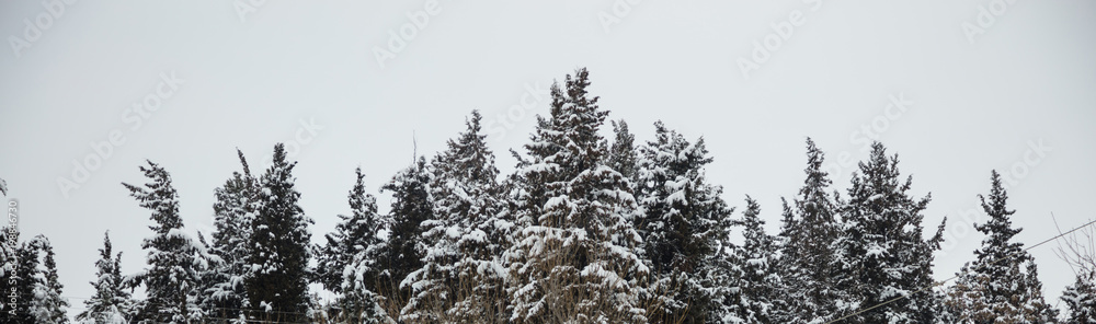 Christmas, winter concept. Forest with snow at top of trees, misty sky background. Panoramic view, banner.