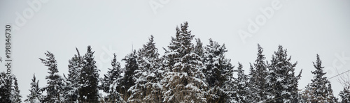 Christmas, winter concept. Forest with snow at top of trees, misty sky background. Panoramic view, banner.