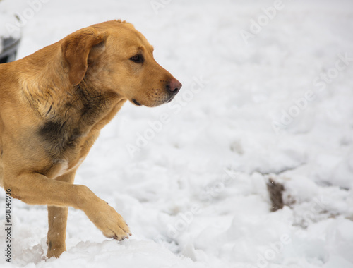 Dog walks in white snow. Snowy background, close up view, space for text.