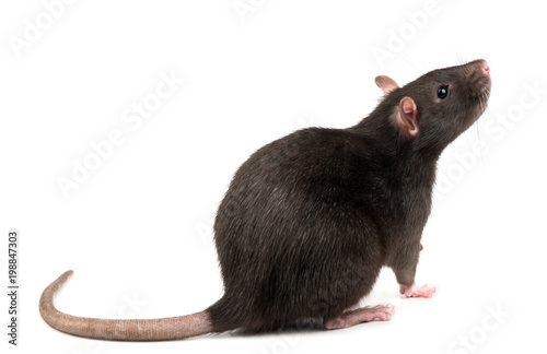 Fotografie, Obraz Grey rat isolate