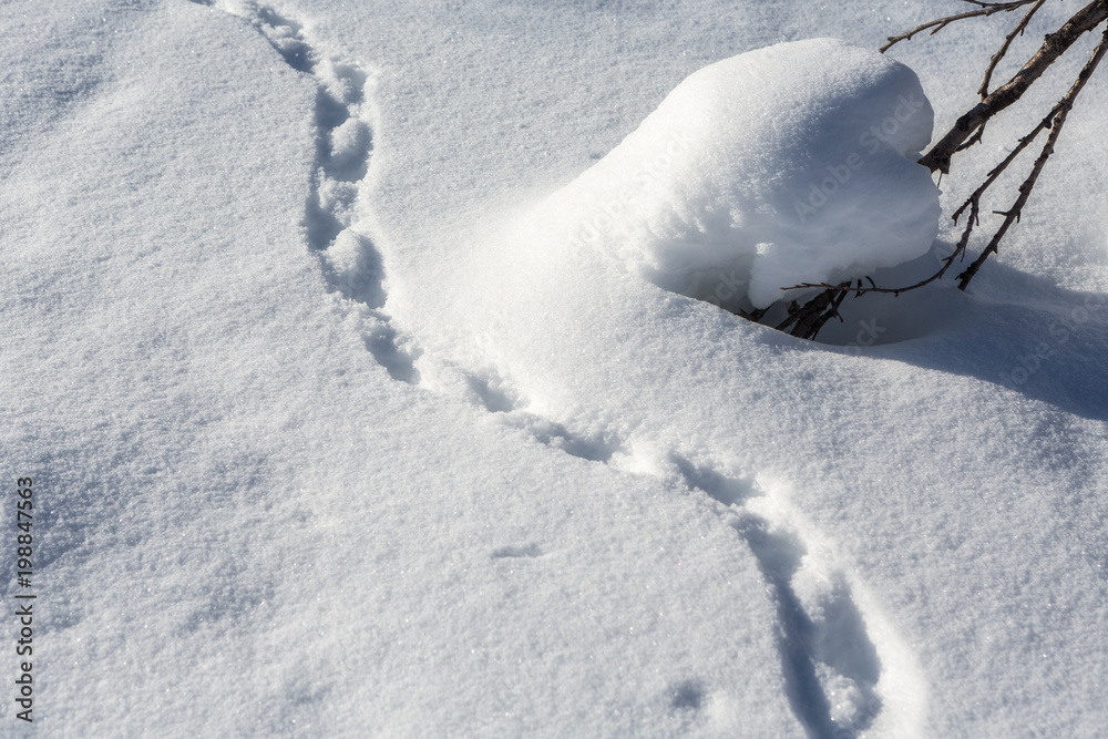 Fototapeta Tierspuren im Schnee in Lappland