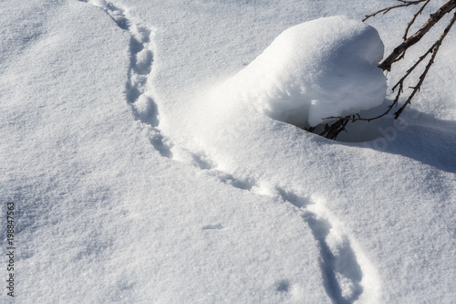 Tierspuren im Schnee in Lappland