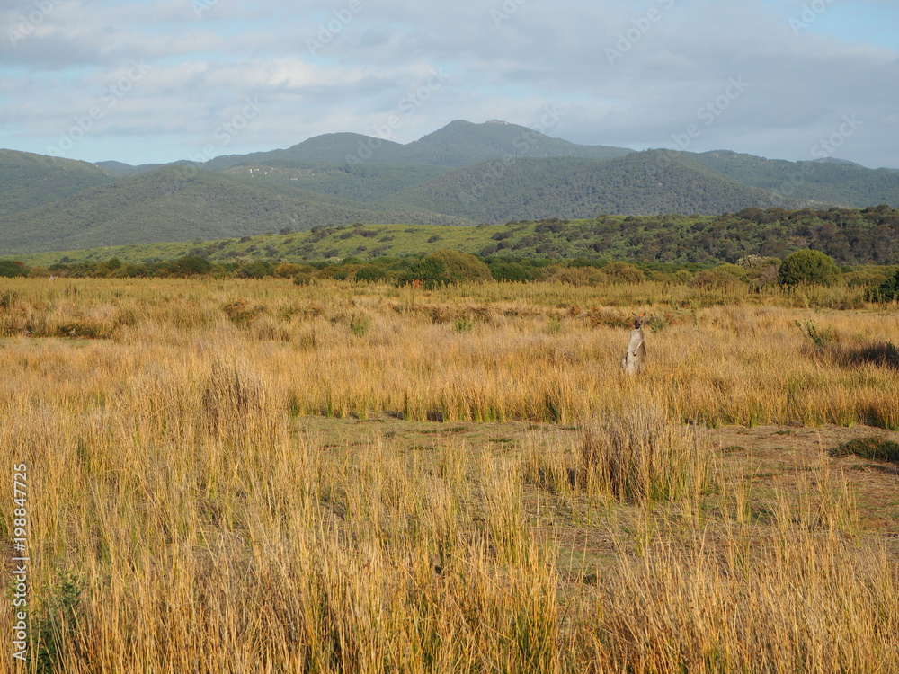 Fototapeta premium Australia, Kangaroo is standing