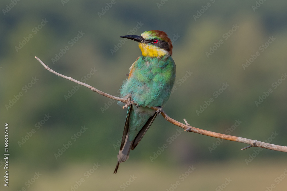 european bee-eater, bird, nature, animal