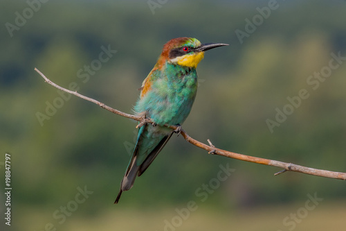 european bee-eater, bird, nature, animal © Victor