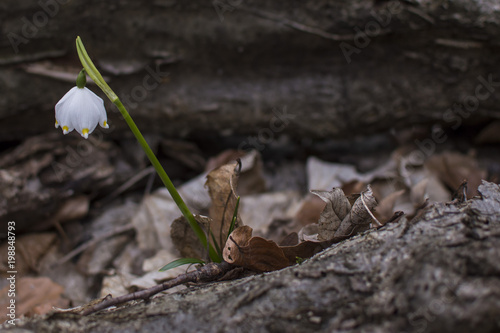 Leucojum Vernum