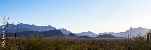 Panorama of Organ Pipe Cactus National Monument in southern Arizona at dawn, showing flowering Ocotillo, Giant Saguaro, Palo Verde, and the Ajo Mountains