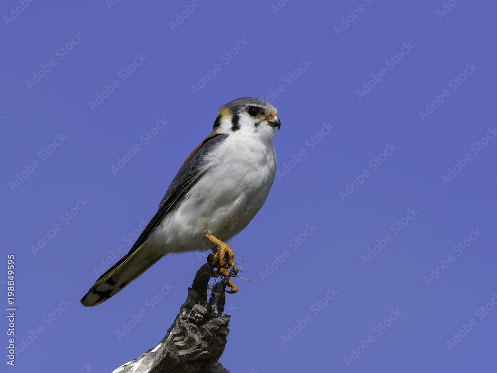 Cuban American Kestrel Cuban American Kestrel