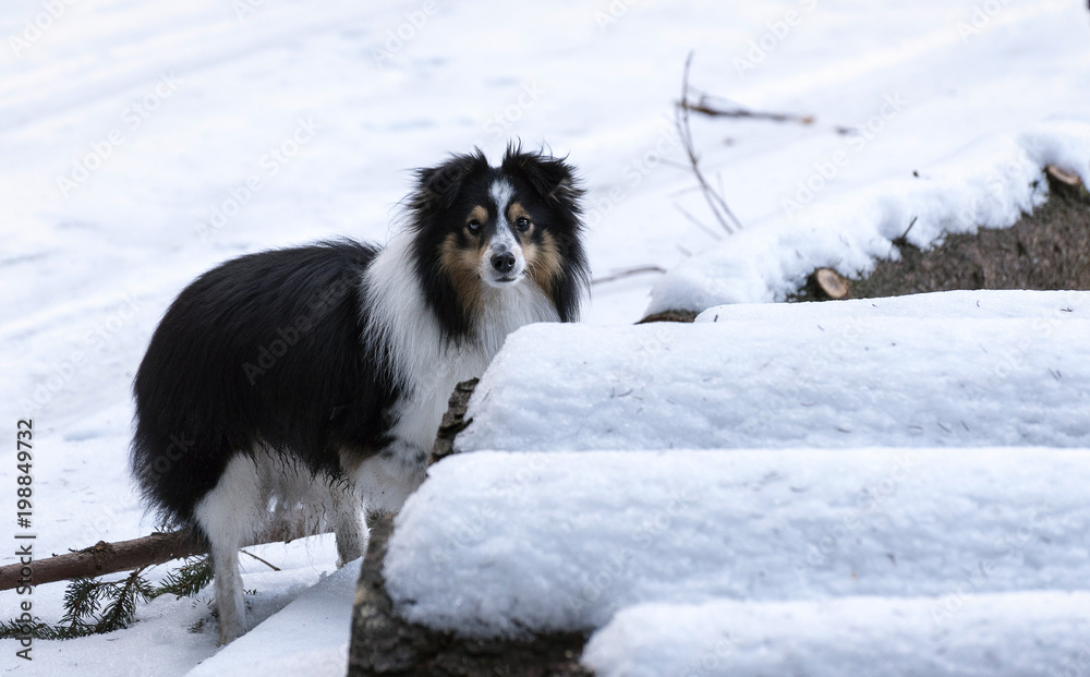 a small sheep dog hiding behind snowy snowballs in winter