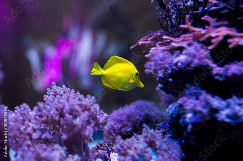 bright yellow fish in the aquarium