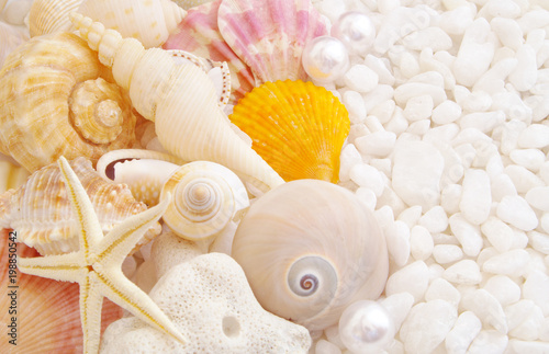 Sea theme with seashells and pearls 
