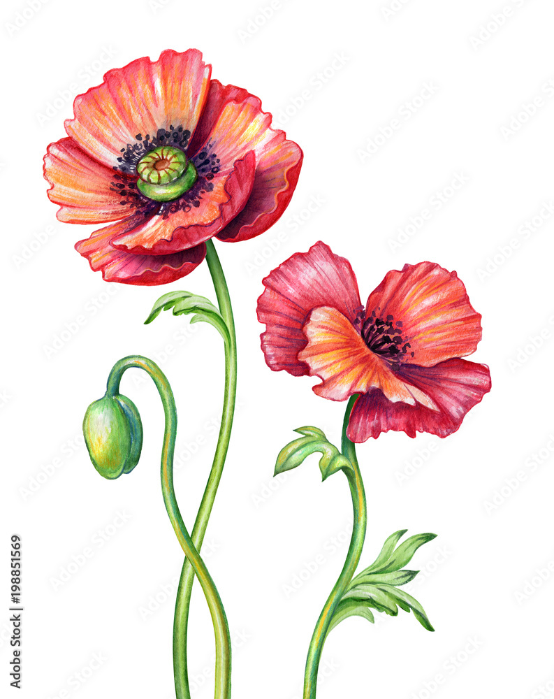 watercolor botanical illustration, poppy flowers design elements, garden, red poppies bouquet, natural clip art, isolated on white background