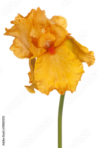 Fototapeta Naklejka Na Ścianę i Meble -  iris flower isolated