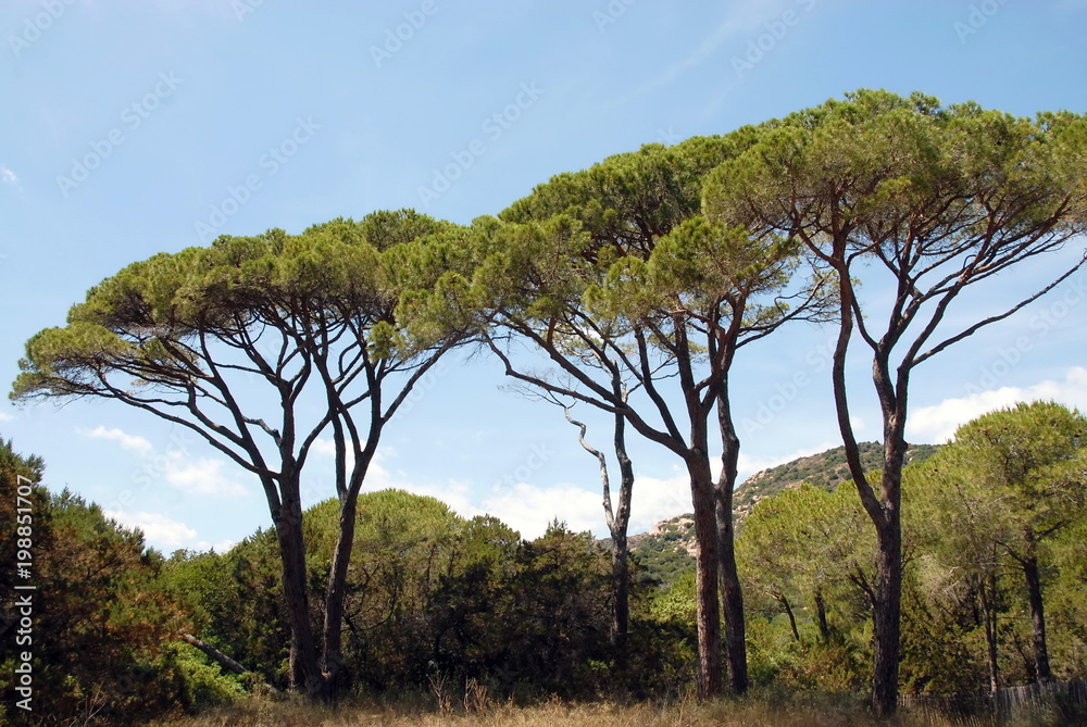 Corse, Porto Vecchio , site protégé de Tamaricciu, pin parasol, France foto  de Stock | Adobe Stock