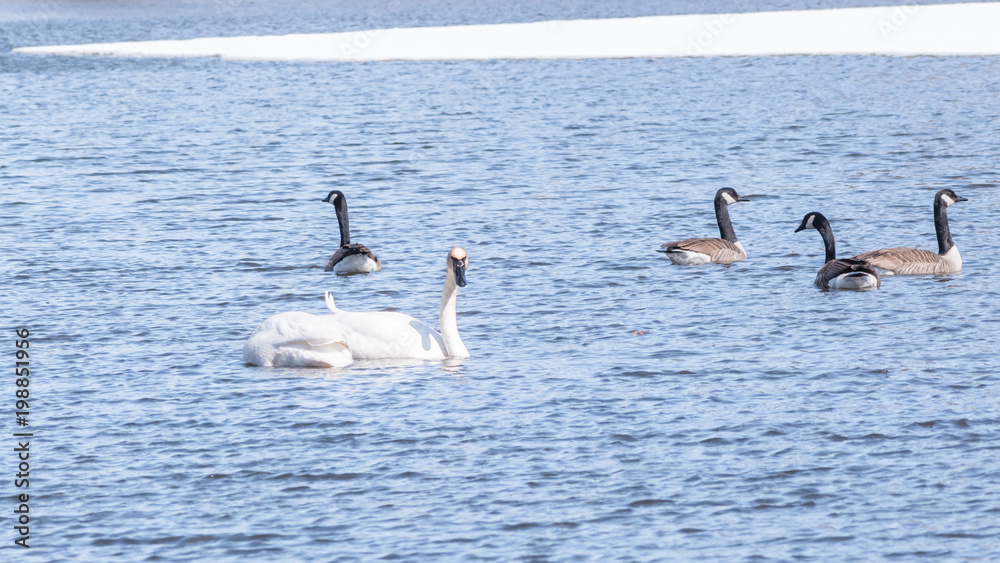 Swans are swimming in a lake in early spring at Minnesota Swans are swimming in a lake in early spring at Minnesota