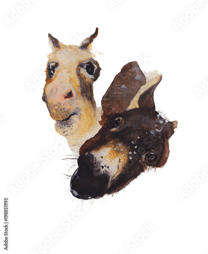 Donkey Watercolor painting. Watercolor hand painted cute animal illustrations.