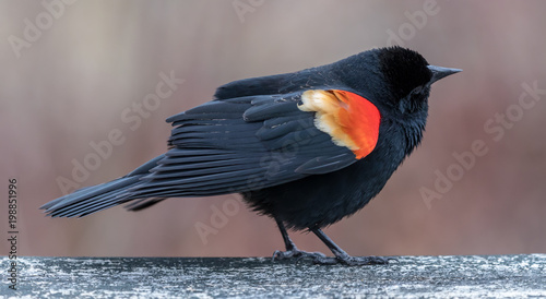 Redwing Blackbird