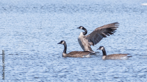 Geese are having fun at a lake in the early spring of Minnesota 