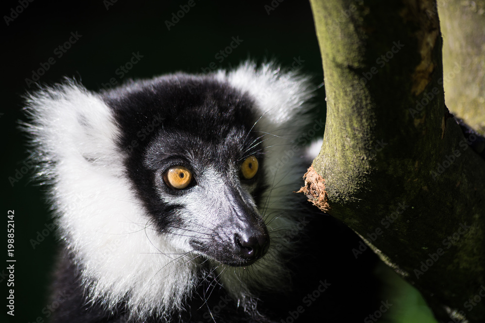 Fototapeta premium Schwarzweisser Vari