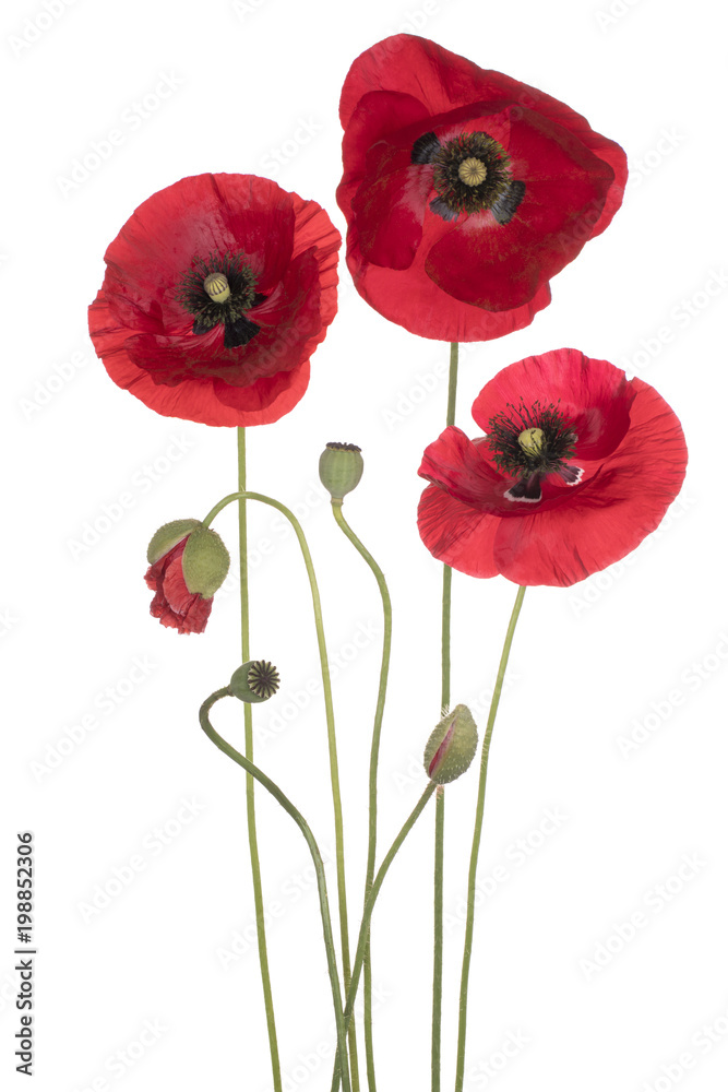 Fototapeta premium poppy flower isolated