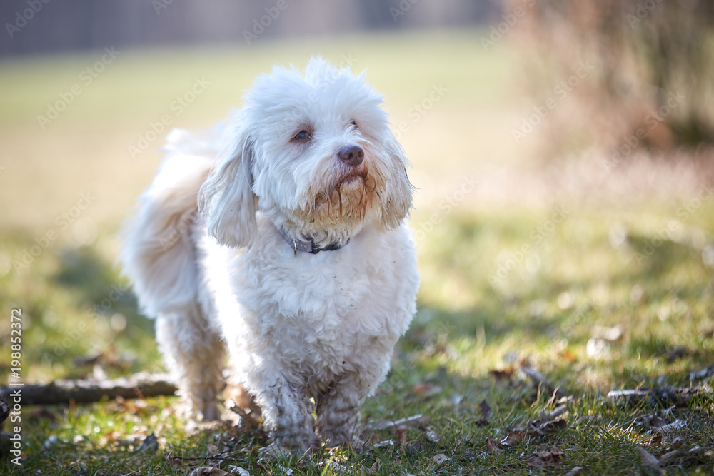 Havanese dog sitting in the grass looking Havanese dog sitting in the grass looking