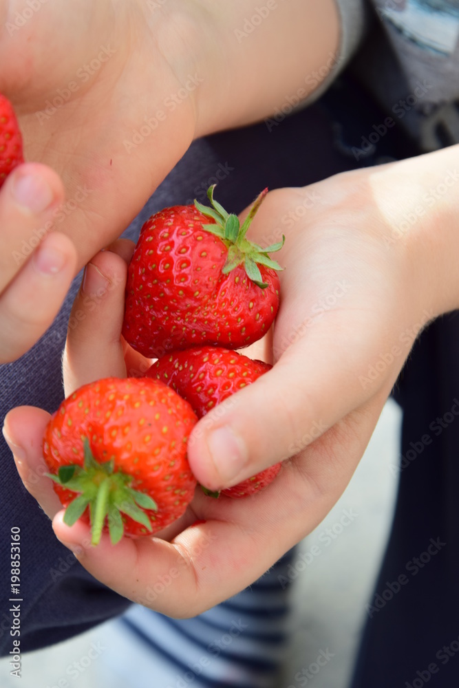 Obraz premium Kind hält frische Erdbeeren in den Händen