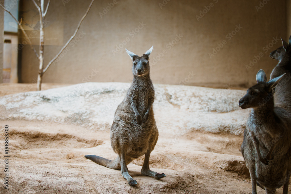 A funny adult kangaroo animal of gray color stands on its hind legs and looks at the camera in a zoo on a yellow stone in cloudy weather in winter A funny adult kangaroo animal of gray color stands on its hind legs and looks at the camera in a zoo on a yellow stone in cloudy weather in winter