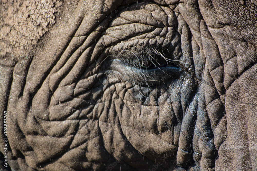 Fototapeta premium Nahaufnahme Elefant