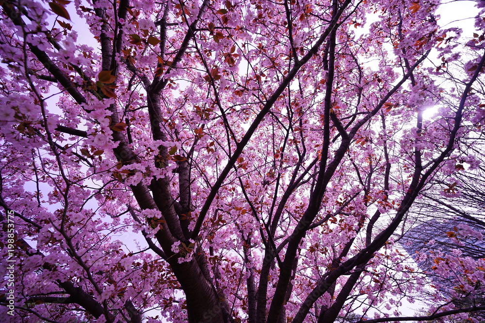 浜離宮庭園の春