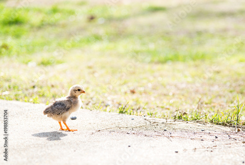 baby chick