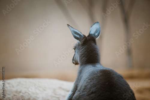 Funny adult kangaroo animal of gray color close-up, portrait head back view