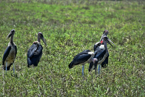 Foto Greater adjuvant group, Leptoptilos crumeniferus, South Luangwa, Zambia