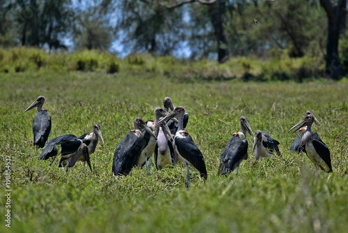 Slika na platnu Greater adjuvant group, Leptoptilos crumeniferus, South Luangwa, Zambia