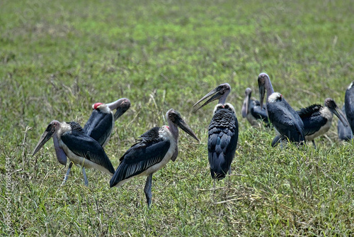 Slika na platnu Greater adjuvant group, Leptoptilos crumeniferus, South Luangwa, Zambia