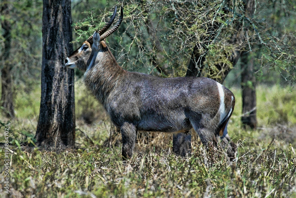 Male Waterbuck, Kobus ellipsiprymnus, South Luangwa, Zambia Male Waterbuck, Kobus ellipsiprymnus, South Luangwa, Zambia