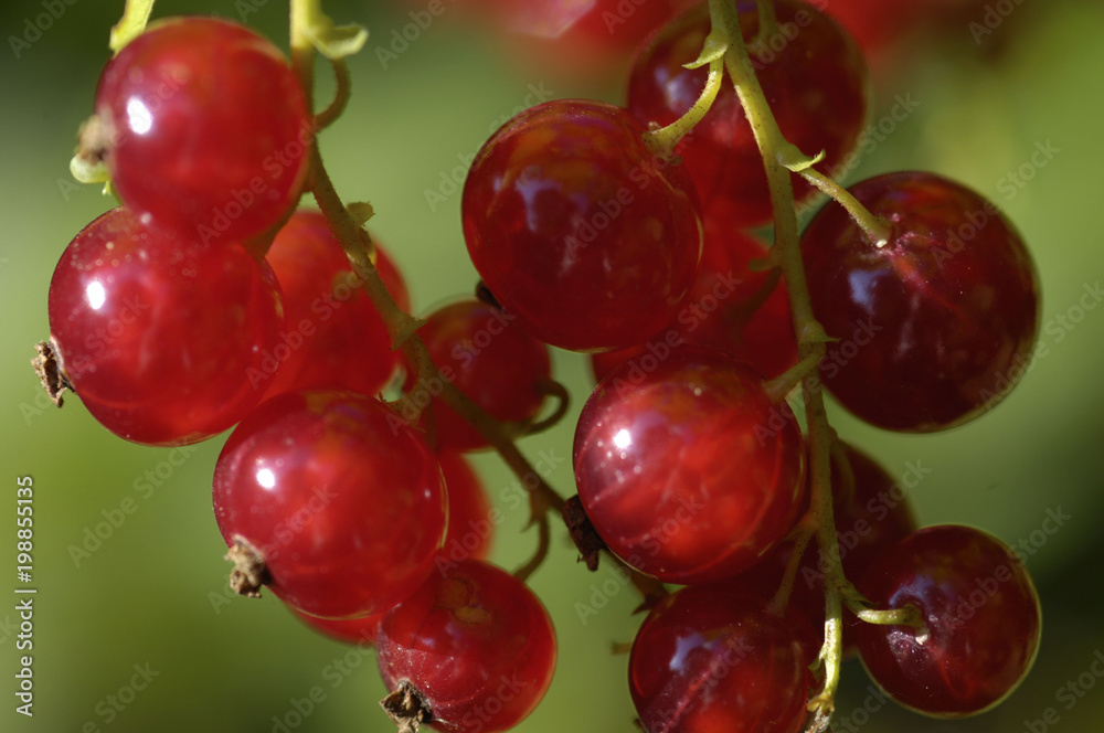 Rote Johannisbeeren Rote Johannisbeeren