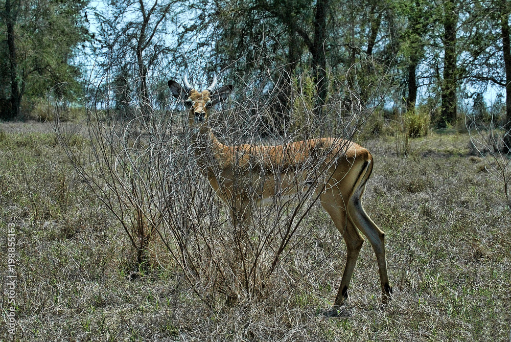 Young male Impala, Aepyceros melampus, gorongosa national park, Mozambique