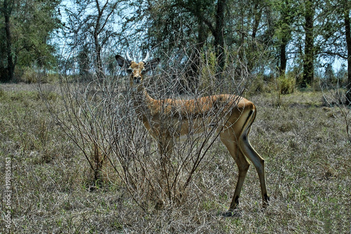 Obraz na płótnie Young male Impala, Aepyceros melampus, gorongosa national park, Mozambique w salonie