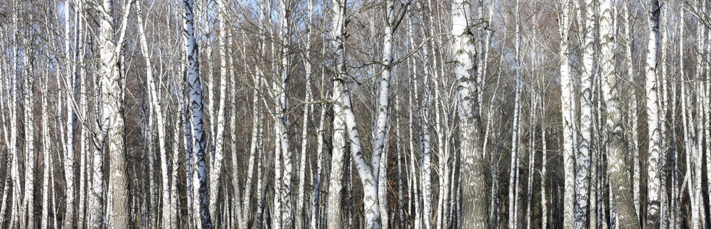 Trunks of birch trees in forest Trunks of birch trees in forest