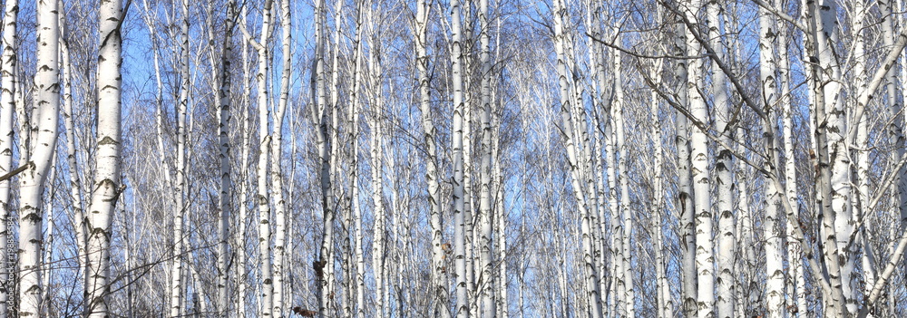 Obraz premium Trunks of birch trees in forest