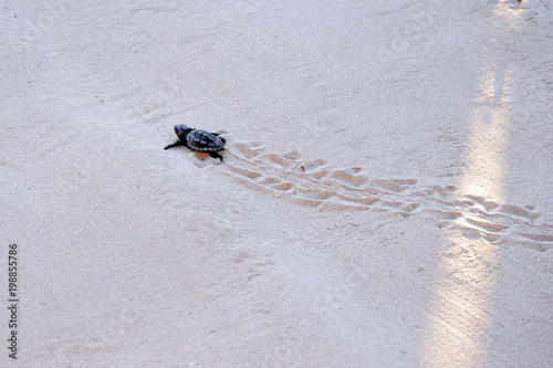 Canvas Print Lampedusa Islan, Italy - september 14, 2012: a newborn sea turtle