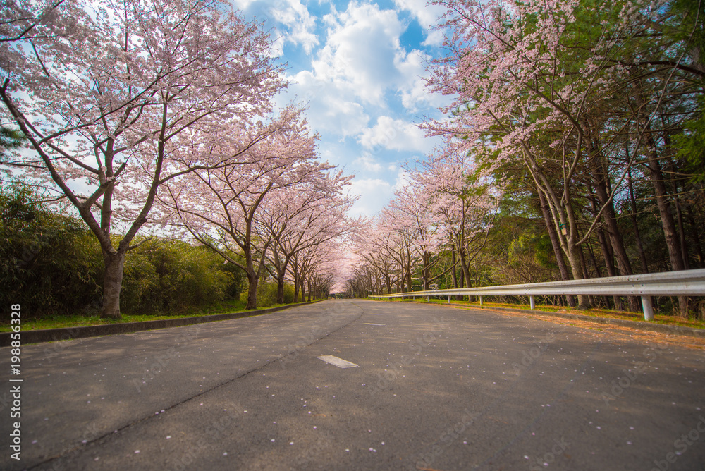 ・桜・桜並木・道路