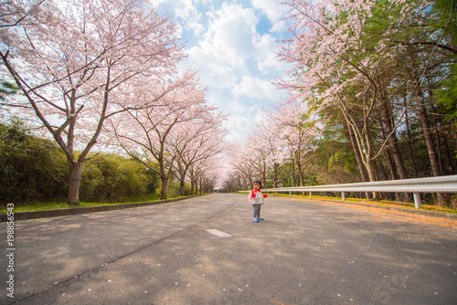 ・桜・桜並木・道路